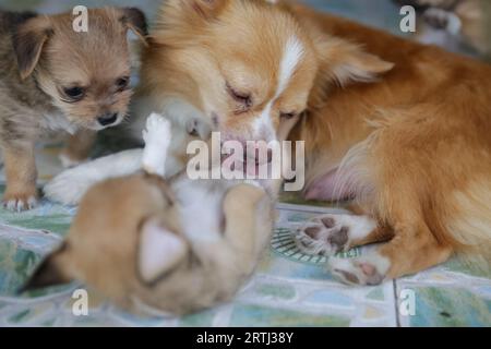 Cucciolo e cane madre che giocano sul pavimento. Foto Stock