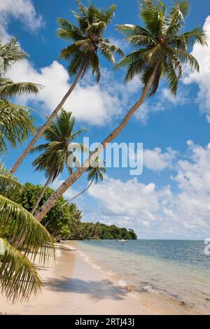 Spiaggia di palme sull'esotica isola tropicale dei mari del sud con tre palme che crescono diagonalmente alte in primo piano nelle palme da cocco (Cocos nucifera) Foto Stock