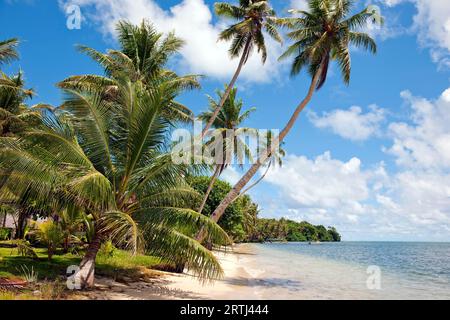 Palm Beach su un'isola tropicale esotica nei mari del Sud con palme alte e inclinate palme da cocco (Cocos nucifera), Oceano Pacifico Foto Stock