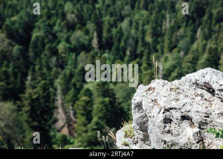 piccola lucertola sulla roccia della natura della foresta montana Foto Stock