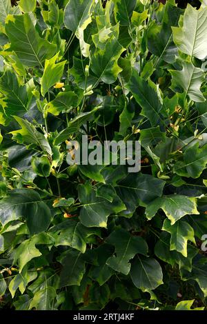 Primo piano delle foglie verdi con margini gialli dell'alto albero da giardino liriodendron tulipifera aureomarginatum. Foto Stock