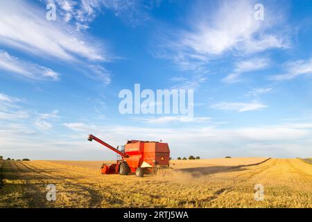 Ramlose, Danimarca, 24 agosto 2016: Una mietitrebbia al lavoro su un campo Foto Stock