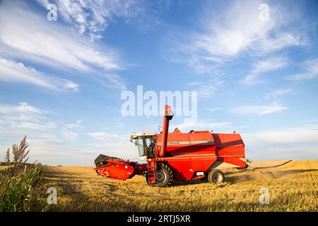 Ramlose, Danimarca, 24 agosto 2016: Una mietitrebbia al lavoro su un campo Foto Stock