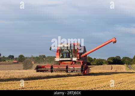 Ramlose, Danimarca, 24 agosto 2016: Una mietitrebbia al lavoro su un campo Foto Stock