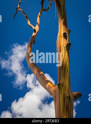 Modelli di tronchi e rami d'albero con la corteccia colorata di alberi di eucalitpus arcobaleno nell'arboreto di Keahua a a Kauai Foto Stock