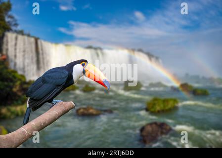 Toucan al Majestic cataratas Iguasu Falls, una delle meraviglie del mondo in Foz do Iguacu, Brasile Foto Stock