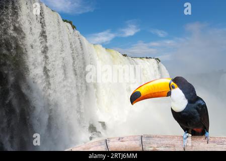 Vista ravvicinata di Toucan toco presso le cascate Cataratas sotto il cielo blu e molta nebbia d'acqua nell'aria al parco Foz do Iguassu, Brasile Foto Stock