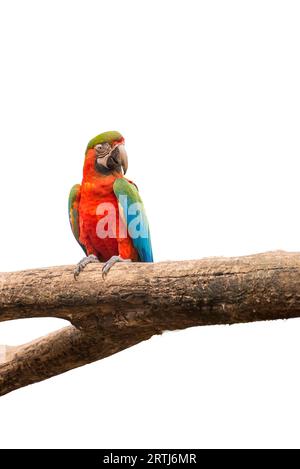 Colorati pappagalli macaw bird su un ramo di albero in bianco sullo sfondo isolato Foto Stock