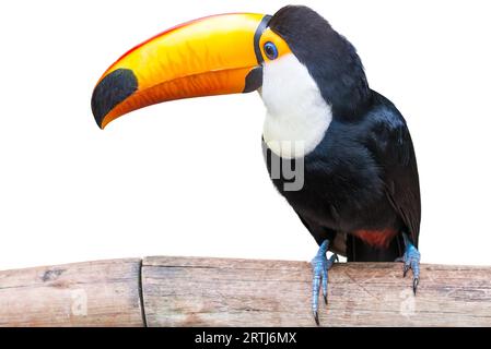 Toucan bird in un ramo di albero bianco su sfondo isolato Foto Stock