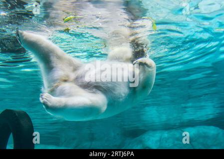 San Paolo, Brasile, 16 gennaio 2016: Orso polare (noto anche come Thalarctos Maritimus o Ursus Maritimus) che nuota sott'acqua Foto Stock