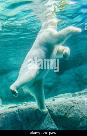 San Paolo, Brasile, 16 gennaio 2016: Orso polare (noto anche come Thalarctos Maritimus o Ursus Maritimus) che nuota sott'acqua Foto Stock