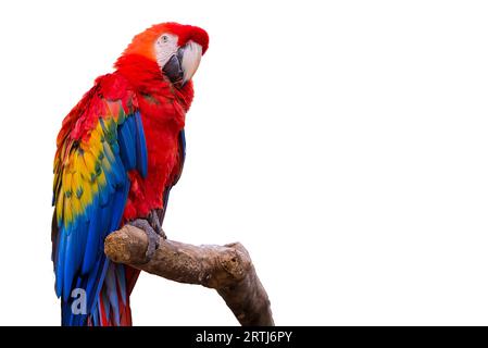 Colorati pappagalli macaw bird su un ramo di albero bianco su sfondo isolato Foto Stock