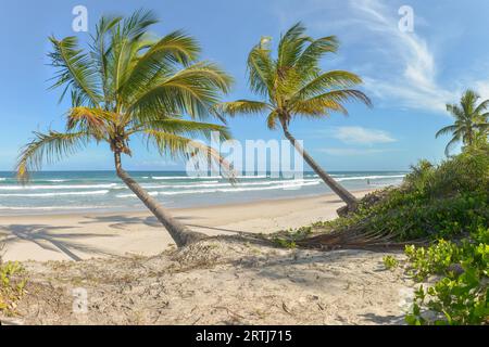 Itacare, Brasile, 7 dicembre 2016: Spettacolare e impressionante spiaggia paradisiaca nello stato di Itacare Bahia, Brasile, nord-est Foto Stock