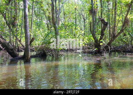 Enormi mangrovie naturale con ampia foresta verde nella natura Foto Stock