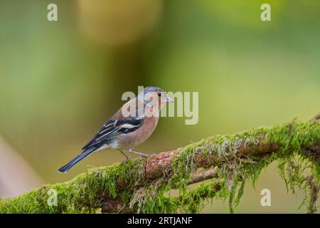 Uccello Chaffinch su un vecchio ramo in cerca di cibo Foto Stock