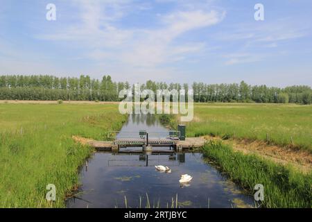 un bellissimo e ampio fosso con una diga e cigni in una verde prateria nella campagna olandese in primavera Foto Stock