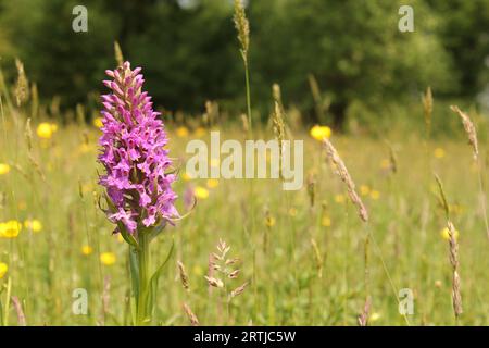 In primavera, in un prato erboso in Olanda, una bellissima piccola orchidea di palude leopardo Foto Stock