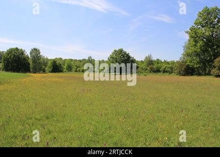 un prato fiorito con orchidee viola e farfalle gialle con alberi di foresta e un cielo blu sullo sfondo in primavera Foto Stock