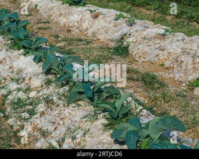 Filari di cavolo biologico su pacciame di lana di pecora per un prodotto sostenibile e biodegradabile per l'eliminazione delle erbacce e per l'umidificazione del terreno. Foto Stock