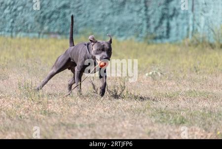 Bellissimo ritratto di toro terrier dello staffordshire su un prato verde da vicino. Farcite blu con la lingua fuori. Blue american staffordshire terrier, amstaff. Taglia Foto Stock