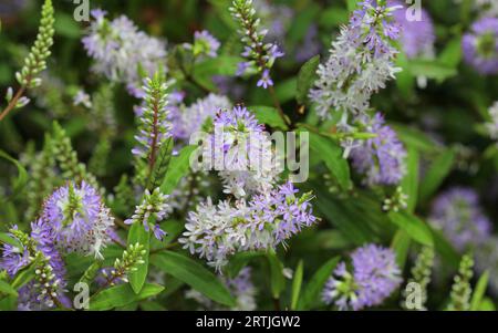 Lilla e fiori bianchi dell'Ebe Foto Stock