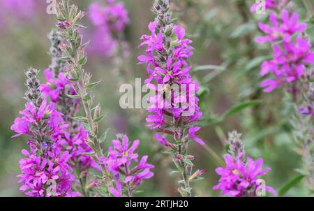 Primi piani di fiori di Loosestrife viola Foto Stock