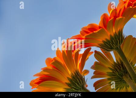 Gerber Daisies, in piena fioritura, su sfondo blu cielo, spazio per testo Foto Stock