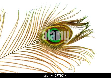 piuma peacock su sfondo bianco, stringi. Foto Stock