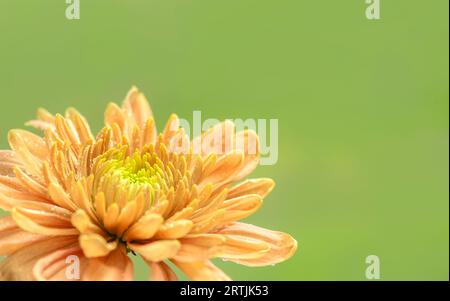 Fiore di crisantemo arancione in angolo con sfondo verde tenue, spazio per testo Foto Stock