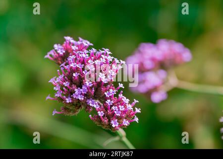 primi piani di fiori nel giardino d'autunno Foto Stock