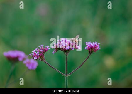 primi piani di fiori nel giardino d'autunno Foto Stock