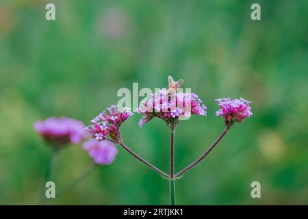 primi piani di fiori nel giardino d'autunno Foto Stock