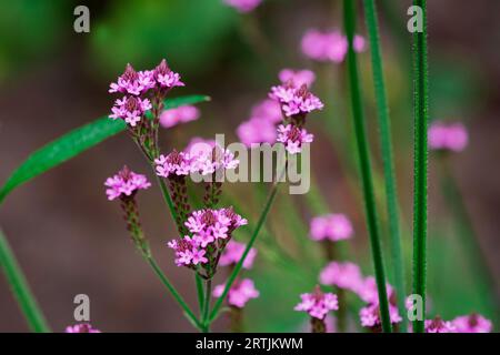 primi piani di fiori nel giardino d'autunno Foto Stock