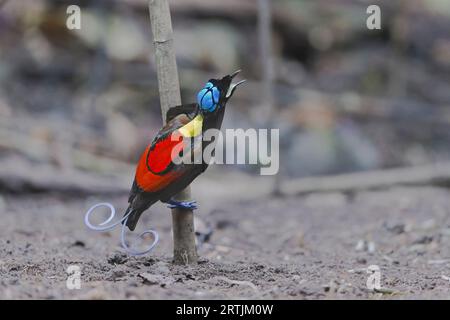 Wilson's Bird of Paradise che espone Raja Ampat West Papua Indonesia Foto Stock