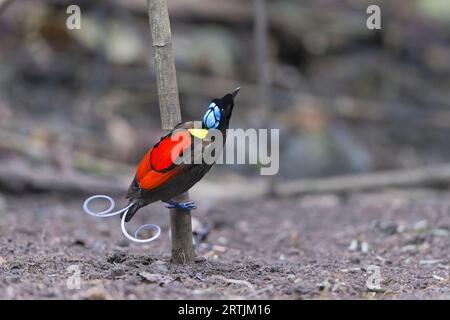 Wilson's Bird of Paradise che espone Raja Ampat West Papua Indonesia Foto Stock