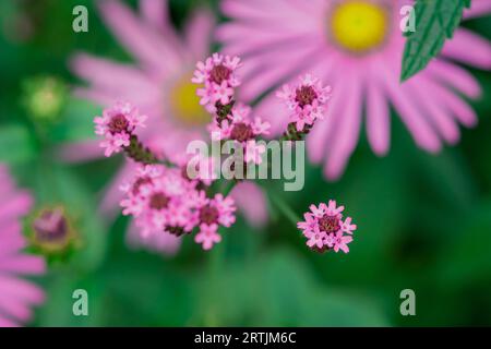 primi piani di fiori nel giardino d'autunno Foto Stock