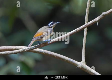 Bird of Paradise femminile di Wilson Raja Ampat Papua Occidentale Indonesia Foto Stock