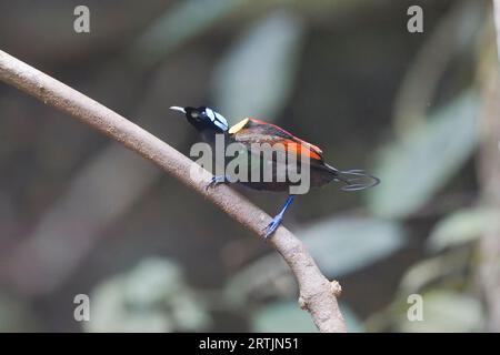 Wilson's Bird of Paradise che espone Raja Ampat West Papua Indonesia Foto Stock