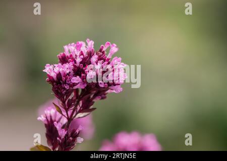 primi piani di fiori nel giardino d'autunno Foto Stock