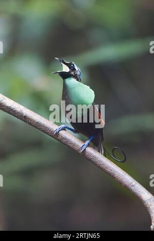 Wilson's Bird of Paradise che espone Raja Ampat West Papua Indonesia Foto Stock