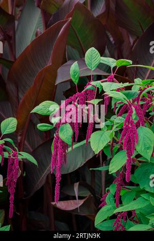 primi piani di fiori nel giardino d'autunno Foto Stock