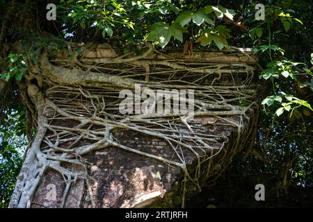 Kishorganj, Bangladesh: La casa ancestrale fatiscente del famoso regista vincitore dell'Oscar Satyajit Ray nel villaggio di Masua a Katiadi upazila di K Foto Stock