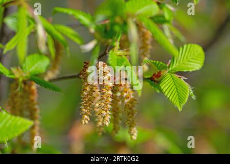 Fiori maschili del luppolo in faggio, Ostrya carpinifolia Foto Stock