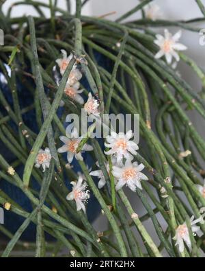 Rhipsalis Heidelberg (mistletoe cactus) pianta da casa con lungo fogliame verde e molti fiori. Orientamento verticale. Foto Stock