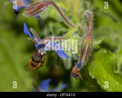 Graziosa ape che raccoglie delicatamente il nettare da un vivace fiore borragico in una giornata di sole Foto Stock