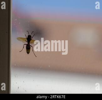 Silhouette di una vespa su una finestra. Foto Stock