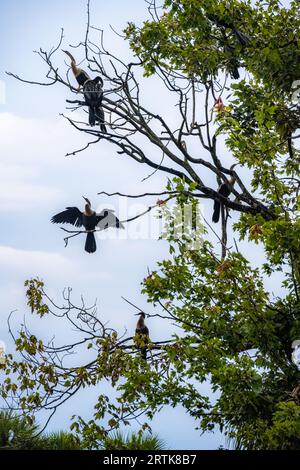 Anhingas (noti anche come tacchini d'acqua o uccelli serpenti) che prendono il sole su una colonia dell'isola al Bird Island Park a Ponte Vedra Beach, Florida. (USA) Foto Stock