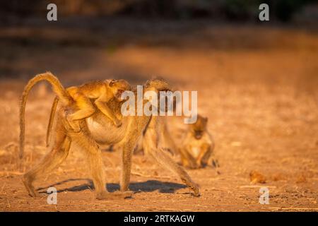 Baby madre con un bambino seduto sulla schiena. Camminando da Let a destra al sole. (Papio cynocephalus ursinus) Parco Nazionale dello Zambesi inferiore, Zambia Foto Stock