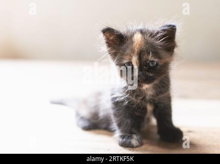 cute kitten sitting on a wooden table in the living room Stock Photo