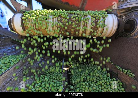 Operazioni di trebbiatura di macchine agricole nell'azienda agricola, Cina settentrionale Foto Stock